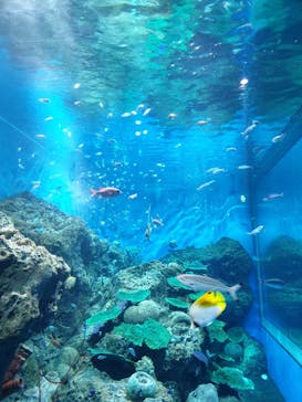 アクアワールド茨城県大洗水族館に投稿された画像（2022/4/30）