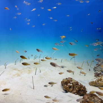 アクアワールド茨城県大洗水族館に投稿された画像（2022/4/30）