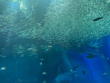アクアワールド茨城県大洗水族館に投稿された画像（2022/4/30）