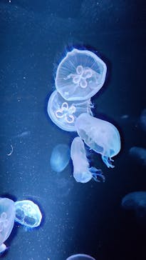 京都水族館に投稿された画像（2022/4/30）