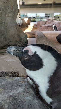 京都水族館に投稿された画像（2022/4/30）