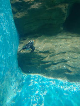 アクアワールド茨城県大洗水族館に投稿された画像（2022/4/30）