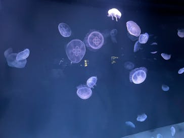 サンシャイン水族館に投稿された画像（2022/4/30）