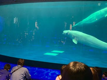 島根県立 しまね海洋館に投稿された画像（2022/4/30）