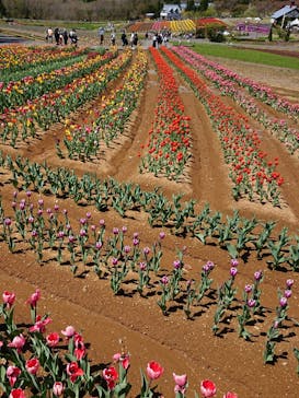 牧歌の里に投稿された画像（2022/4/30）