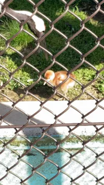 天王寺動物園に投稿された画像（2022/4/30）