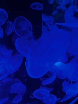 マクセル アクアパーク品川に投稿された画像（2022/4/30）