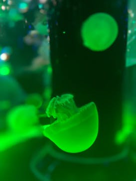 マクセル アクアパーク品川に投稿された画像（2022/4/30）