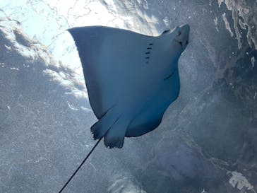 マクセル アクアパーク品川に投稿された画像（2022/4/30）