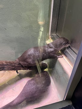 マクセル アクアパーク品川に投稿された画像（2022/4/30）