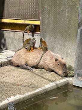 東武動物公園に投稿された画像（2022/4/30）