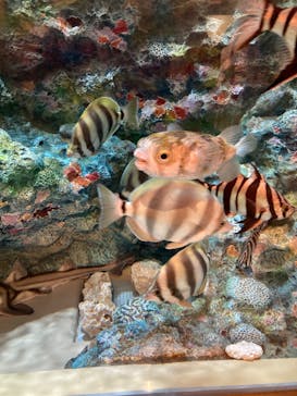 しながわ水族館に投稿された画像（2022/4/30）