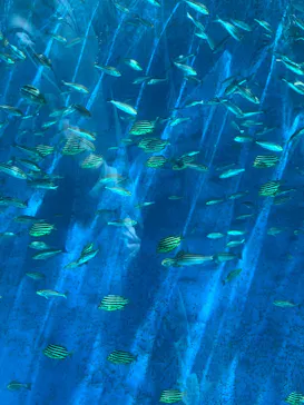 横浜・八景島シーパラダイスに投稿された画像（2022/4/30）