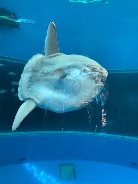 横浜・八景島シーパラダイスに投稿された画像（2022/4/30）