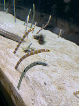 京都鉄道博物館×京都水族館に投稿された画像（2022/4/30）