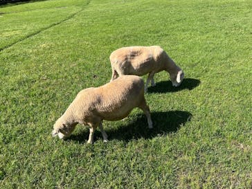 淡路ファームパーク イングランドの丘に投稿された画像（2022/4/30）