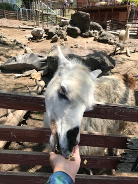 秋吉台自然動物公園 サファリランドに投稿された画像（2022/4/30）