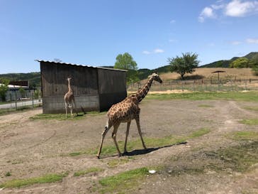 秋吉台自然動物公園 サファリランドに投稿された画像（2022/4/30）