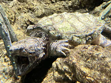 天王寺動物園に投稿された画像（2022/4/30）