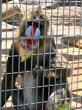 天王寺動物園に投稿された画像（2022/4/30）