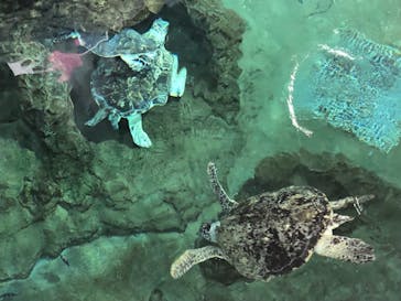 名古屋港水族館に投稿された画像（2022/4/30）