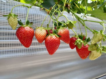 いのさんの観光農園に投稿された画像（2022/4/30）