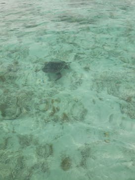 Maze奄美に投稿された画像（2022/4/30）