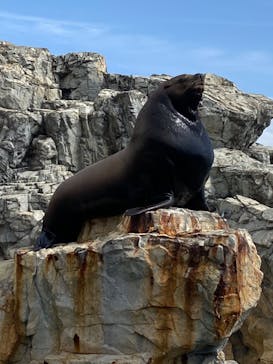 大分マリーンパレス水族館 「うみたまご」に投稿された画像（2022/4/30）