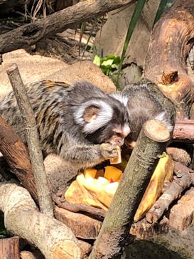 那須どうぶつ王国に投稿された画像（2022/4/30）