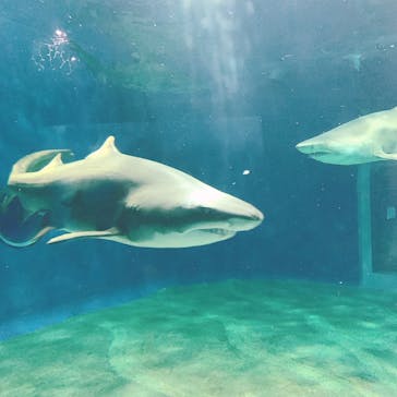 アクアワールド茨城県大洗水族館に投稿された画像（2022/4/30）