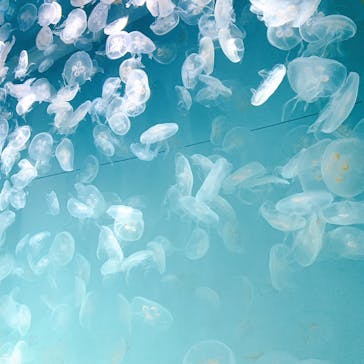 アクアワールド茨城県大洗水族館に投稿された画像（2022/4/30）