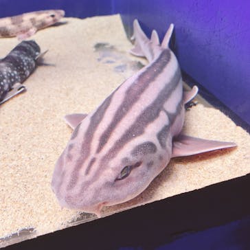 アクアワールド茨城県大洗水族館に投稿された画像（2022/4/30）