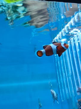 アクアワールド茨城県大洗水族館に投稿された画像（2022/4/30）