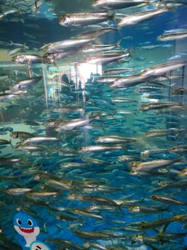 アクアワールド茨城県大洗水族館に投稿された画像（2022/4/30）