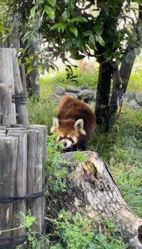 天王寺動物園に投稿された画像（2022/4/30）