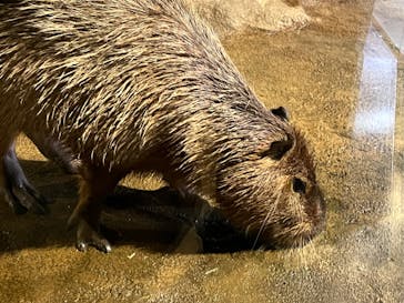 マクセル アクアパーク品川に投稿された画像（2022/4/30）