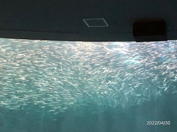 名古屋港水族館に投稿された画像（2022/4/30）