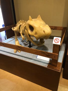 国立科学博物館　特別企画展「ポケモン化石博物館」に投稿された画像（2022/4/30）