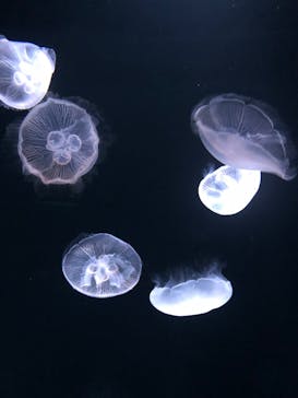 サンシャイン水族館に投稿された画像（2022/4/30）