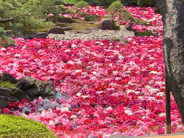 日本庭園　由志園に投稿された画像（2022/4/30）