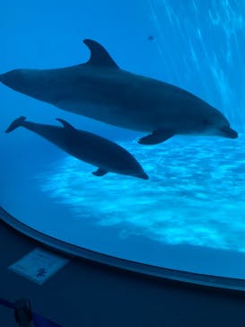 名古屋港水族館に投稿された画像（2022/4/30）