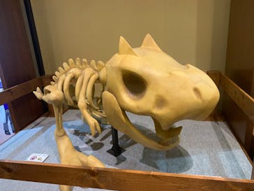 国立科学博物館　特別企画展「ポケモン化石博物館」に投稿された画像（2022/4/30）