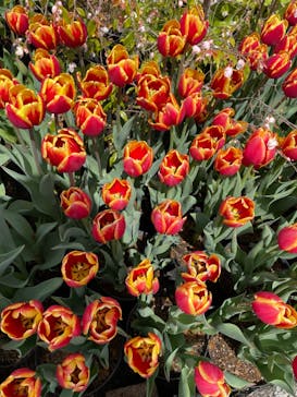 とっとり花回廊に投稿された画像（2022/4/30）