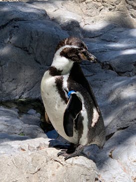 よこはま動物園ズーラシアに投稿された画像（2022/4/30）