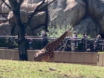 よこはま動物園ズーラシアに投稿された画像（2022/4/30）