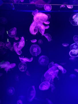 名古屋港水族館に投稿された画像（2022/4/30）