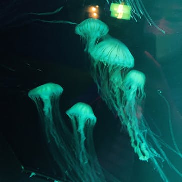 九十九島水族館海きららに投稿された画像（2022/4/30）