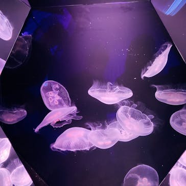 九十九島水族館海きららに投稿された画像（2022/4/30）