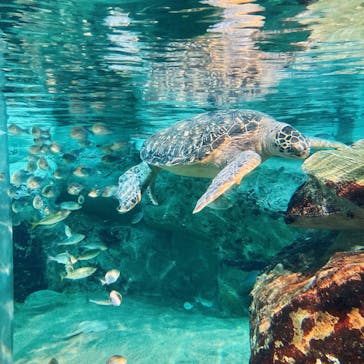 九十九島水族館海きららに投稿された画像（2022/4/30）