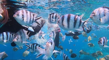 武藤潜水に投稿された画像（2022/4/29）